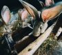 bunnies drinking water cage_23 2147924310 90x80